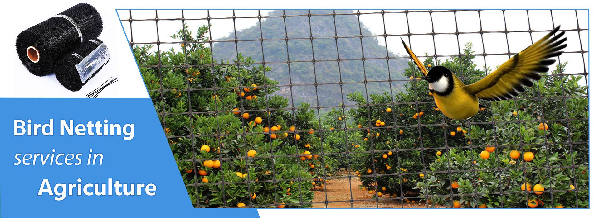 HEBEI VIVA NET CO.,LTD