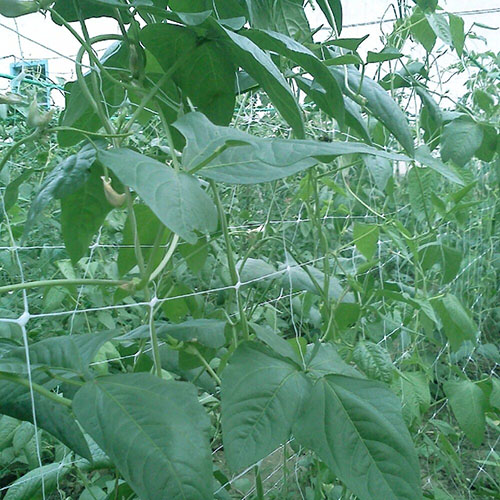 pea net.jpg