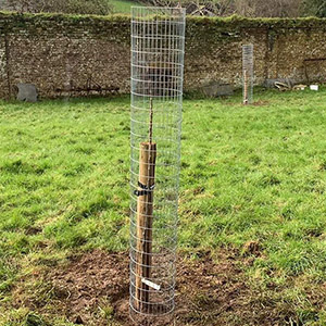 steel tree guard mesh