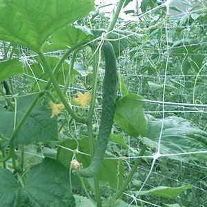 Green color cucumber net/mesh /netting