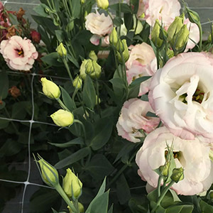 Plastic Plant Support Trellis(netting)