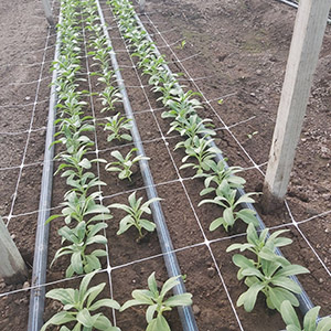 Plastic Plant Support Trellis(netting)