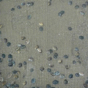 clam netting