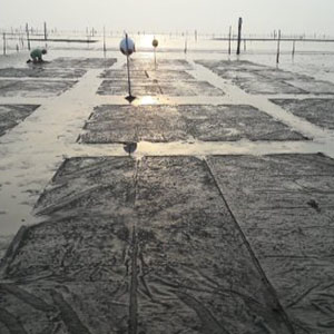 clam netting clam netting