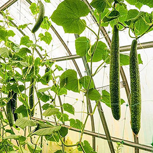 Where can we use plastic netting?cid=4