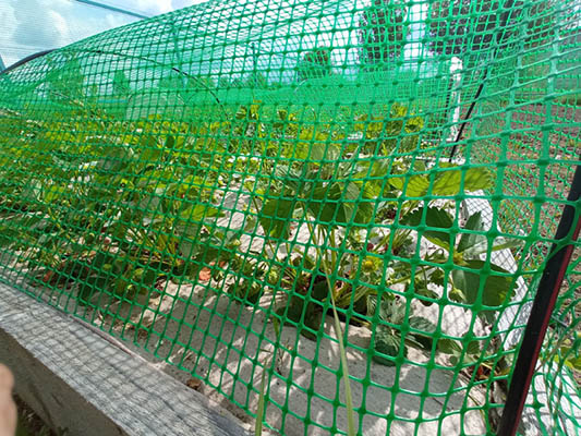 Green netting mesh
