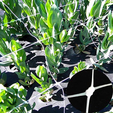 Flower support netting