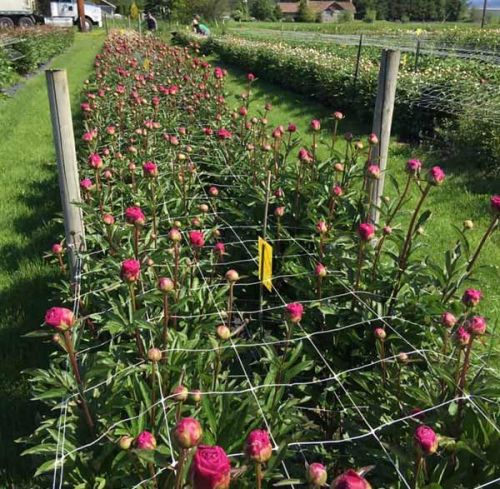 Flower Support Netting