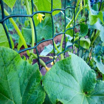 How to utilize floral support netting for your garden