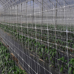 The importance of plastic mesh in gardening