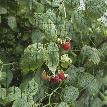 How to Avoid Bird Disasters?