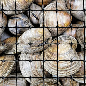 clam netting