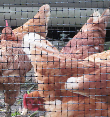 Plastic Poultry Fencing (BI-ORIENTED NET)