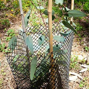 plastic tree guard mesh plastic tree guard mesh